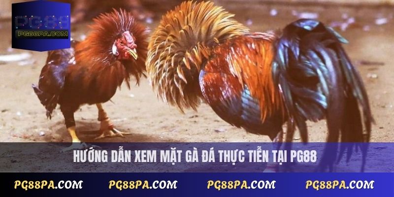 Cách xem mặt gà đá đúng chuẩn cho người mới bắt đầu tại PG88 4 Hướng dẫn xem mặt gà đá thực tiễn tại PG88