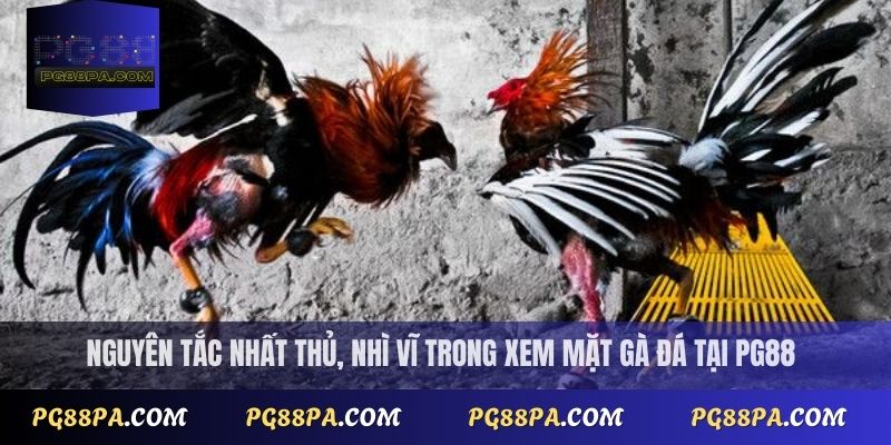 Cách xem mặt gà đá đúng chuẩn cho người mới bắt đầu tại PG88 3 Nguyên tắc nhất thủ, nhì vĩ trong xem mặt gà đá tại PG88