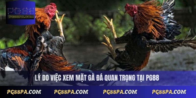 Cách xem mặt gà đá đúng chuẩn cho người mới bắt đầu tại PG88 2 Lý do việc xem mặt gà đá quan trọng tại PG88
